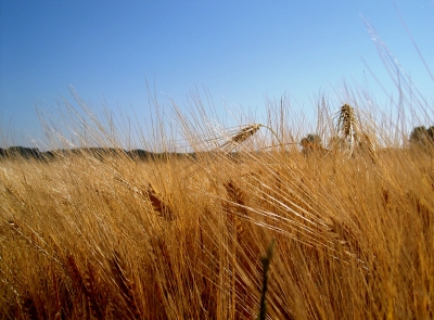 das gerstenfeld