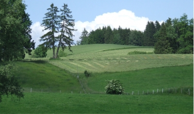 auf der Alm unterwegs.