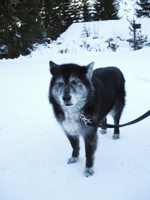 Malamute