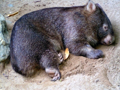 Wombat 1