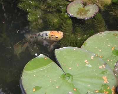 Ein Fisch im Gartenteich