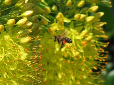 Biene im Landeanflug auf eine Blüte