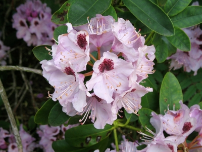 Lütetsburg Rhododendrohnblüte helllila