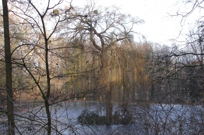 Teich mit kleiner Insel