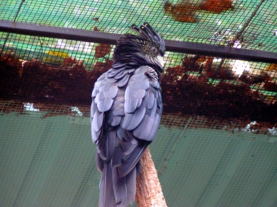 Schwarzer Kakadu 2