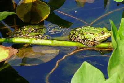 "Wasserfrösche"