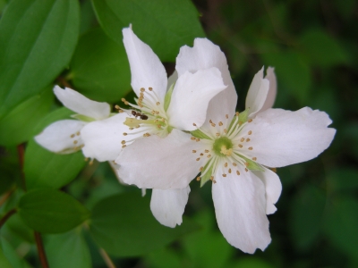 Falscher Jasmin