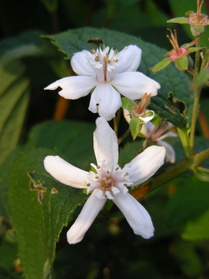 letzte Blüten der Deutzie