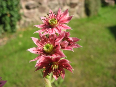 Hauswurz_Sempervivum