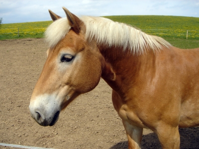 Haflinger