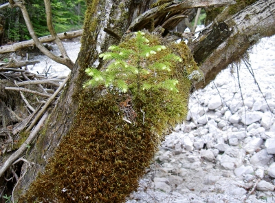 Eim Baum wächst auf einem Baum