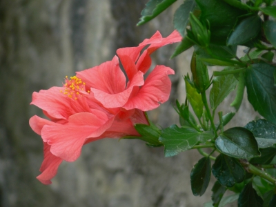 Hibiskus