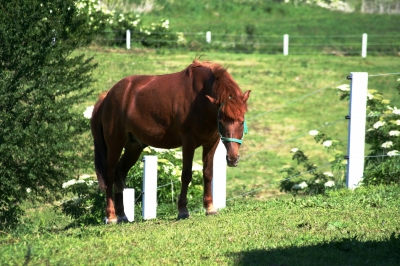 Ein Pferd..