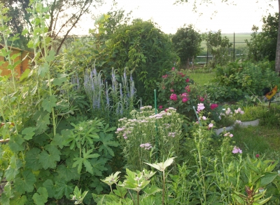 Mein wunderschöner Staudengarten blüht