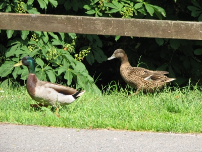 Enten am Straßenrand