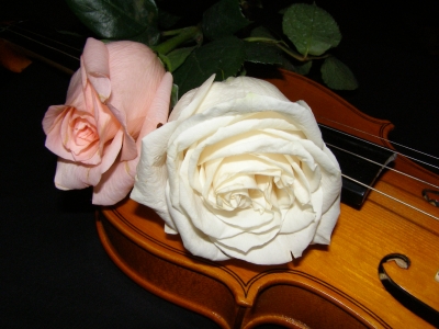 Roses & my Violin