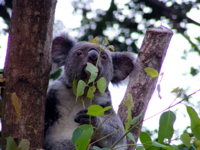 Koala 10