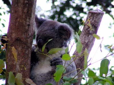 Koala 11