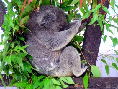 Koala 12