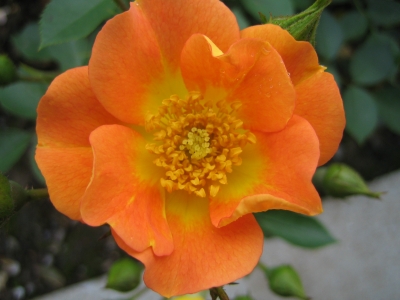 orange Rose