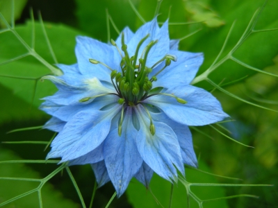 Jungfer im Grünen - blaue Blüte
