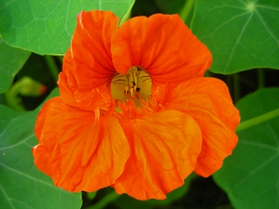 orangene Blüte der Kapuzinerkresse