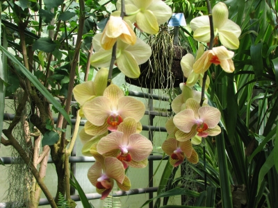 Orchideenschönheit
