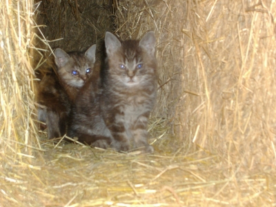 große Babykatzen