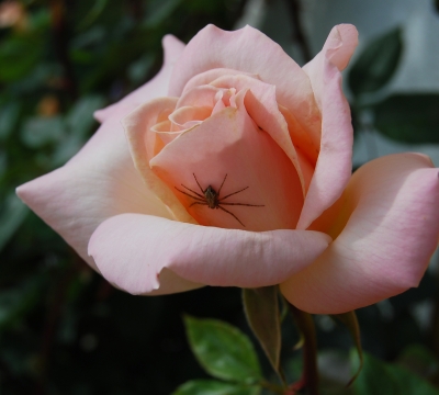 Rose mit Spinne