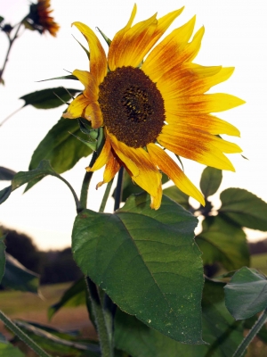 Sonnenblumenfreude