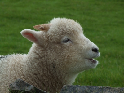 Schaf in Englands Weiten