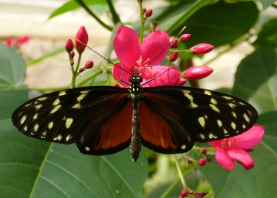 Schmetterling braun