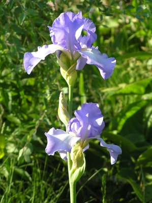 zwei hellblaue Iris