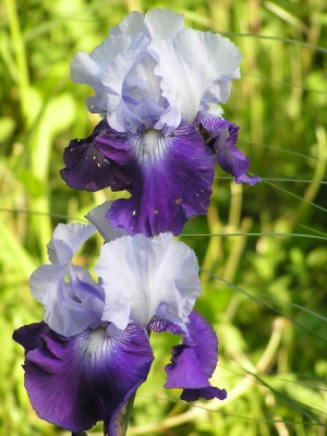 zwei weiss-violette Irisblüten
