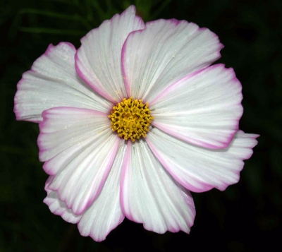 Zarte weiße Cosmea mit rosa Rand