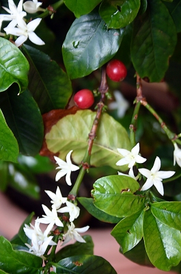 Frucht und Blütenstand eines Kaffeebaumes