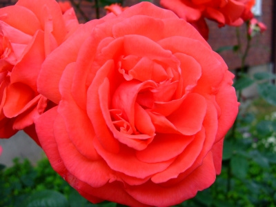 Rote Rose