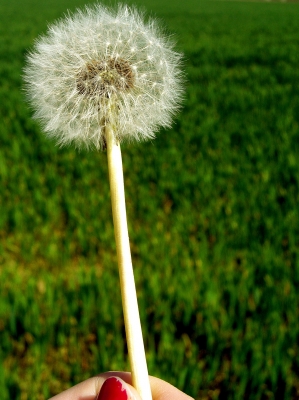 Pusteblume