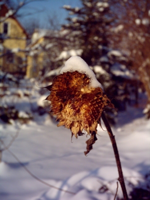 Sonnenblume im Winter