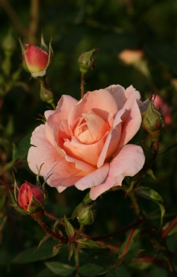 Rose in lachs