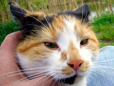 Eine Katze aus Badaling in China