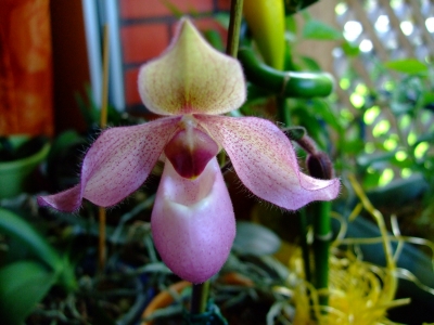 Orchidee 3