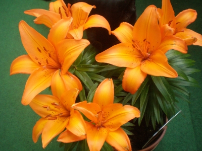 Lilien