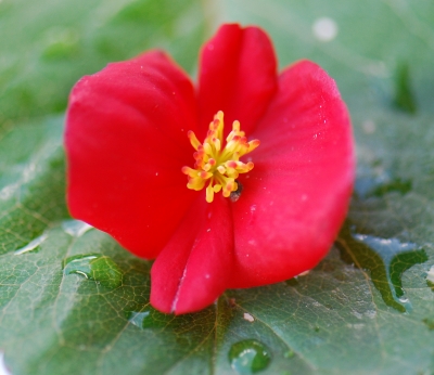 Nah, näher, am nächsten - Begonienblüte