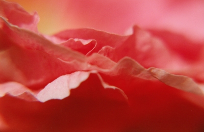 noch eins (gelöst von eden ) rosenblüte