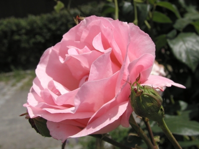 rosa Rosenblüte