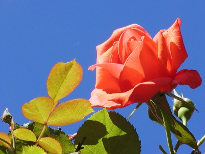 Rose unter blauem Himmel