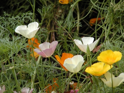 Kalifornischer Mohn (Escholtzia)