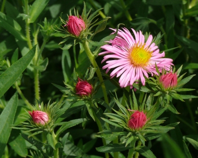 "Sommerblumen"