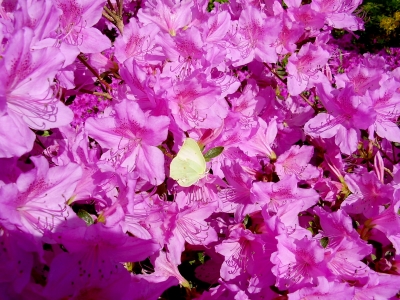 Zironenfalter auf Rhododendron